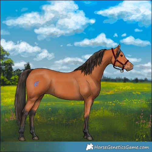 Horse Color:Bay 