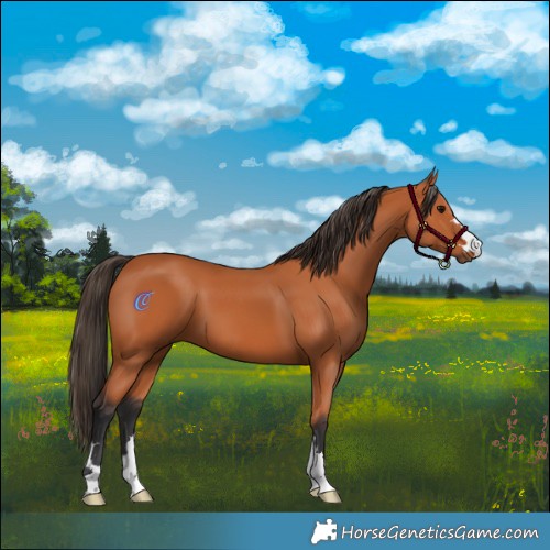 Horse Color:Bay 