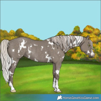 Horse Color:White Spotted Silver Grullo Rabicano