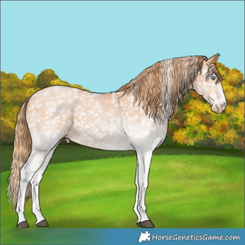 Horse Color:White Spotted Bay Pearl Appaloosa 