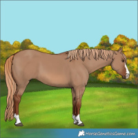 Horse Color:Red Dun 