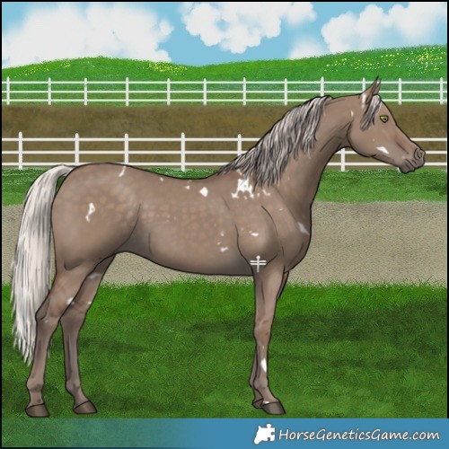 Horse Color:White Spotted Silver Grullo Rabicano 