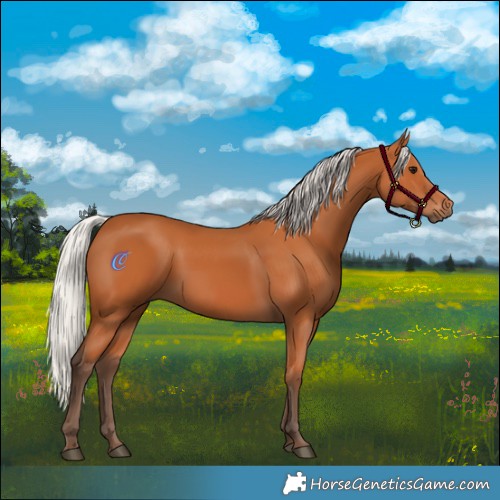 Horse Color:Silver Bay 