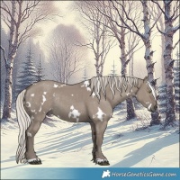 Horse Color:White Spotted Silver Grullo Rabicano