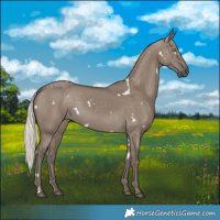 Horse Color:White Spotted Silver Grullo Rabicano 
