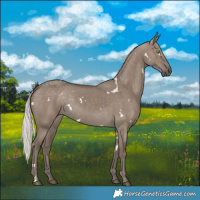 Horse Color:White Spotted Silver Grullo Rabicano 