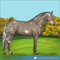 Horse Color:White Spotted Silver Grullo Rabicano 