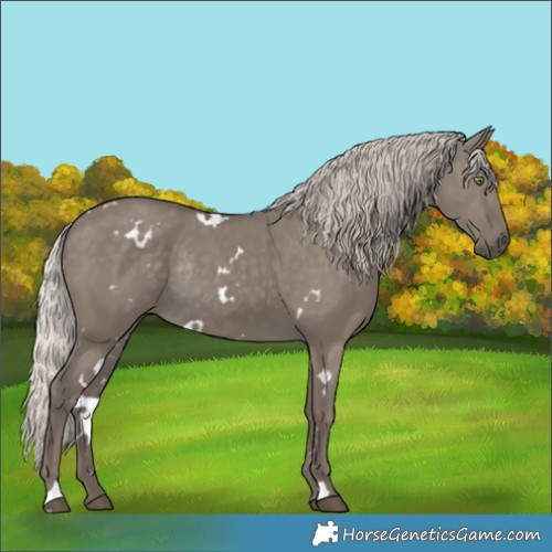 Horse Color:White Spotted Silver Grullo Rabicano 