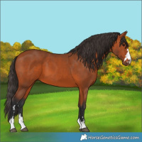 Horse Color:Bay 