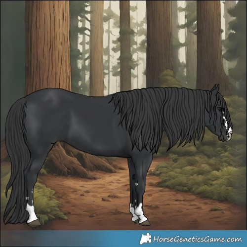 Horse Color:Black 