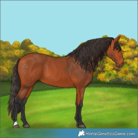 Horse Color:Bay 