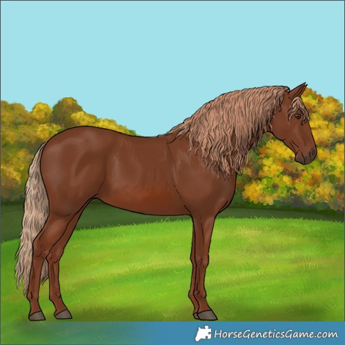 Horse Color:Chestnut 