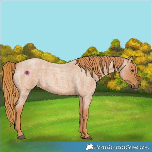Horse Color:Red Roan 
