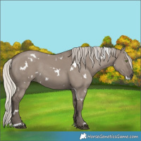 Horse Color:White Spotted Silver Grullo Rabicano 