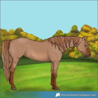 Horse Color:Red Dun 