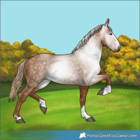 Horse Color:Gray Chestnut