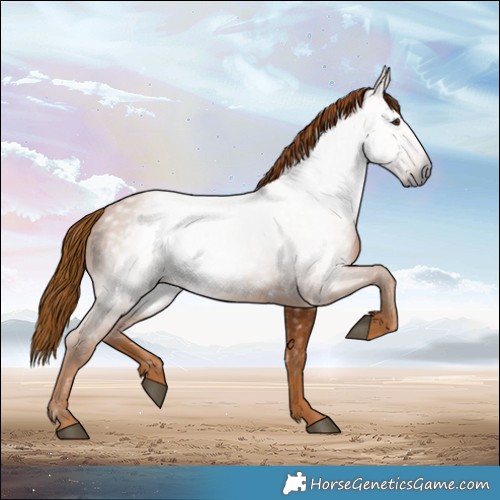 Horse Color:Gray Chestnut 