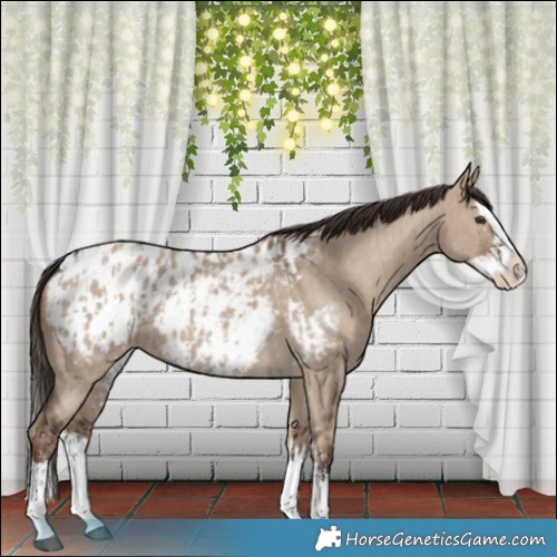 Horse Color:Liver Red Dun Sabino Splash Appaloosa  and Liver Red Dun Sabino Splash Appaloosa 