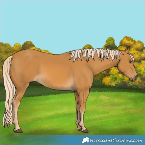 Horse Color:Palomino 
