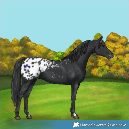 Horse Color:Black Appaloosa