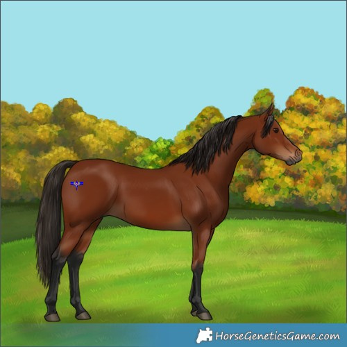 Horse Color:Gray Bay 