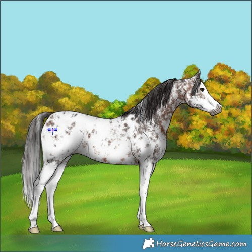 Horse Color:Gray Bay Sabino Splash Appaloosa  and Bay Sabino Splash Appaloosa 
