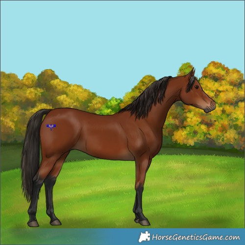 Horse Color:Gray Bay 