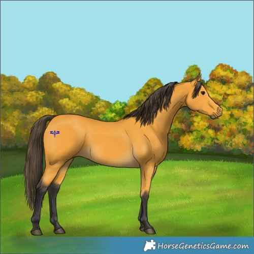 Horse Color:Buckskin 