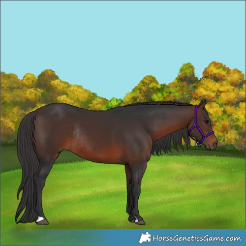 Horse Color:Brown Rabicano 