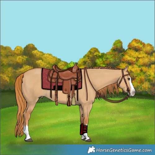 Horse Color:Red Dun Splash