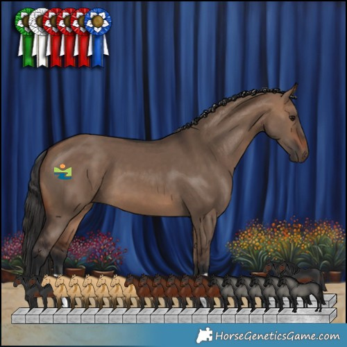 Horse Color:Brown Dun 