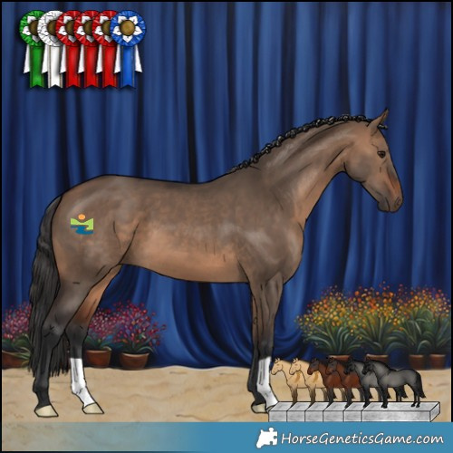Horse Color:Brown Dun 