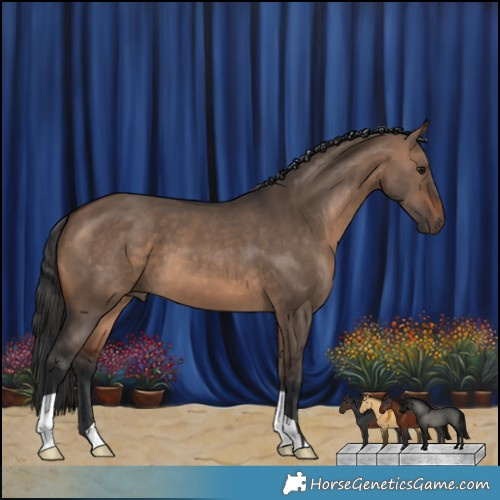Horse Color:Brown Dun