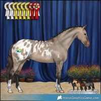 Horse Color:Brown Dun Appaloosa 