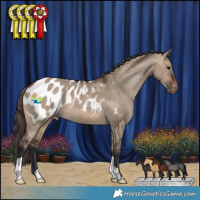 Horse Color:Brown Dun Appaloosa