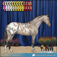 Horse Color:Brown Dun Appaloosa 