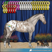 Horse Color:Brown Dun Appaloosa 