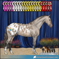 Horse Color:Brown Dun Appaloosa