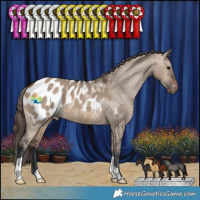 Horse Color:Brown Dun Appaloosa 