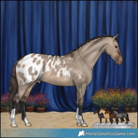 Horse Color:Brown Dun Appaloosa 