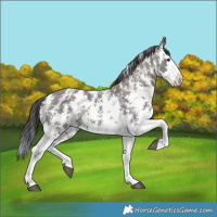 Horse Color:Grullo Sabino Splash  and Grullo Sabino Splash 