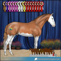 Horse Color:Chestnut Splash 