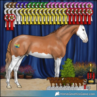 Horse Color:Chestnut Splash