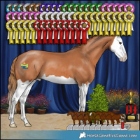Horse Color:Chestnut Splash 