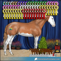 Horse Color:Chestnut Splash 