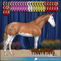 Horse Color:Chestnut Splash
