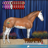 Horse Color:Chestnut Splash 