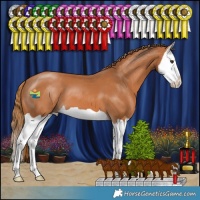 Horse Color:Chestnut Splash 