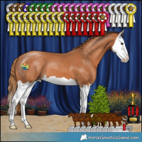 Horse Color:Chestnut Splash 