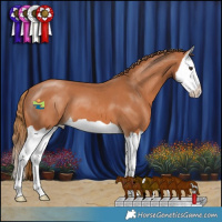 Horse Color:Chestnut Splash